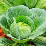 Cabbage (বাঁধাকপি)