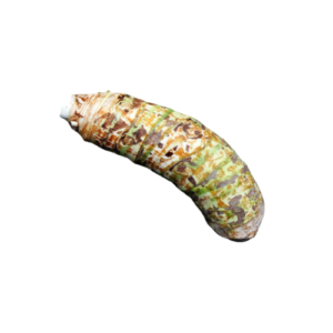 Giant Taro (মানকচু)