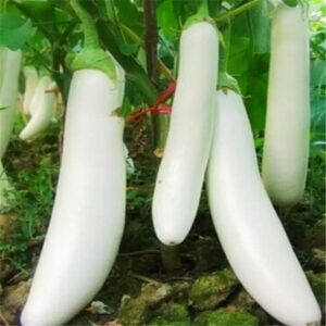 White long Eggplant ভাঙড় বেগুন (সাদা লম্বা )