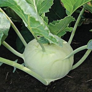 Kohlrabi (ওলকপি)