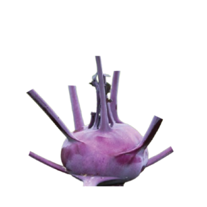 Purple Wolkopi (বেগুনি ওলকপি)