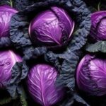 Lilac Cabbage