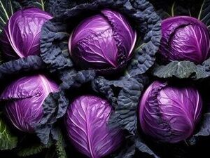 Lilac Cabbage(বেগুনি বাঁধাকপি)