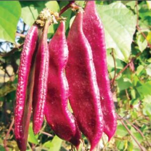 Red Seam (লাল সীম)