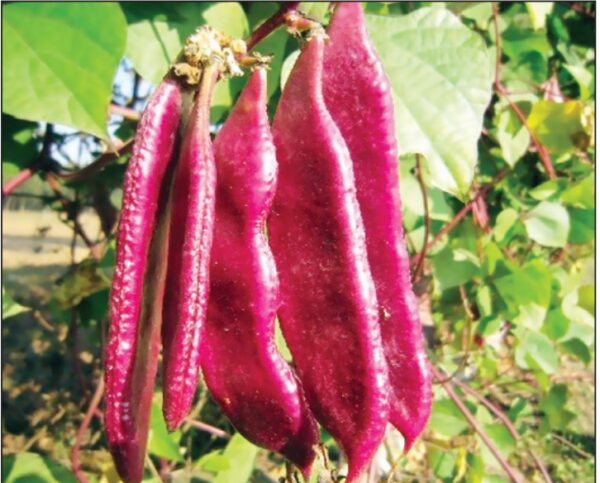 Red Seam (লাল সীম)